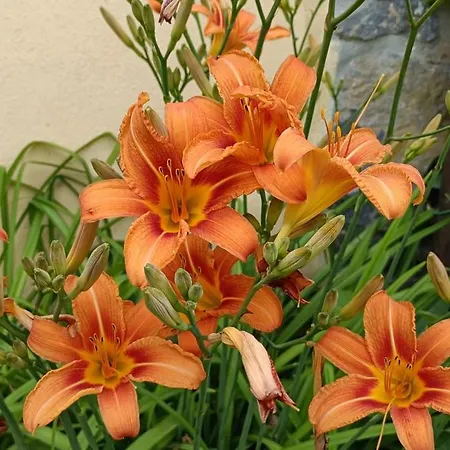 Valle Del Tione * Canonica (Via Francigena)