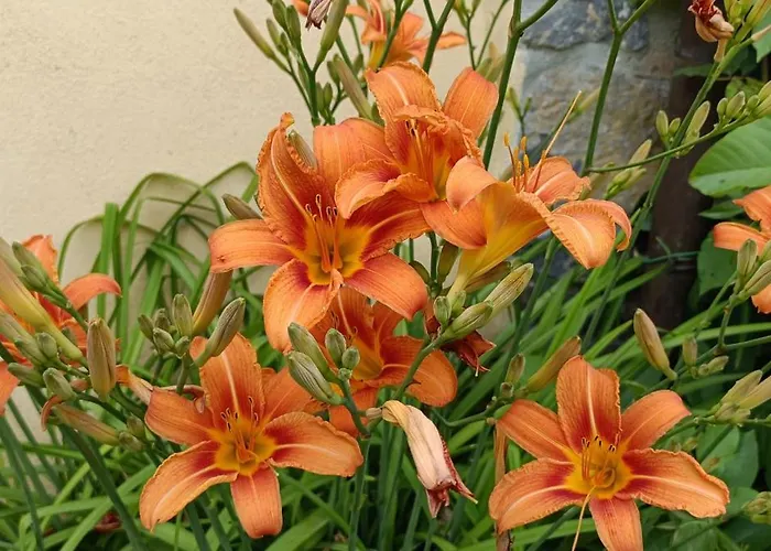 Valle Del Tione-prenotazioni Singole- * Canonica (Via Francigena)